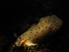 Alloiodoris lanuginata