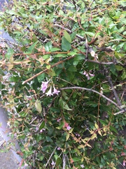 Abelia × grandiflora
