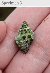 Tenguella marginalba