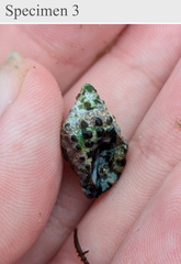 Tenguella marginalba