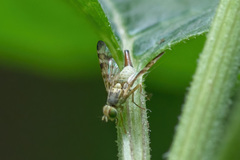 Terellia tussilaginis