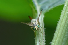 Terellia tussilaginis