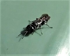 Crabroninae