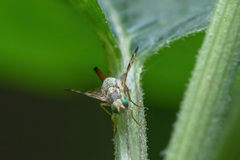 Terellia tussilaginis