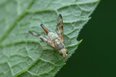 Terellia tussilaginis