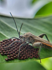 Physomerus grossipes