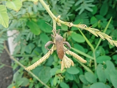 Anoplocnemis