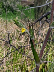 Philydrum lanuginosum
