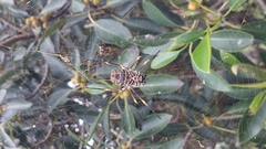 Trichonephila plumipes