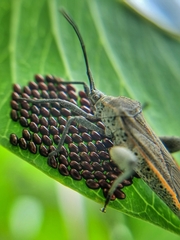 Physomerus grossipes