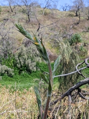 Philydrum lanuginosum