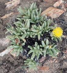 Machairophyllum albidum