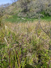 Philydrum lanuginosum