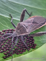 Physomerus grossipes