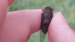 Birrima varians