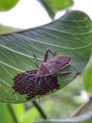 Physomerus grossipes