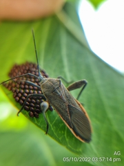 Physomerus grossipes