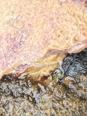 Bembicium nanum