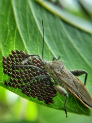 Physomerus grossipes