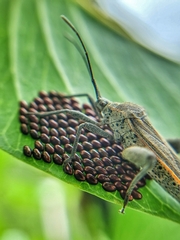 Physomerus grossipes