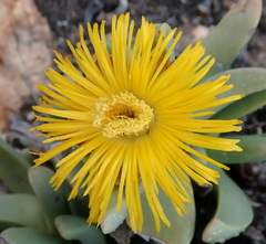 Machairophyllum albidum