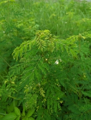 Desmanthus pernambucanus