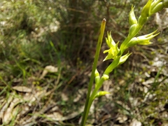 Prasophyllum pallidum