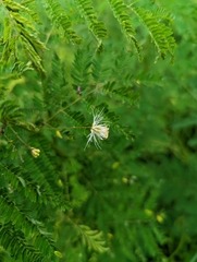 Desmanthus pernambucanus