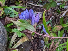 Gentiana scabra