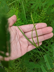 Desmanthus pernambucanus