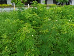 Desmanthus pernambucanus