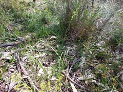 Prasophyllum pallidum