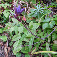 Gentiana scabra