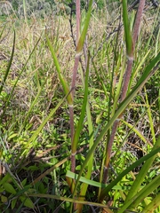 Philydrum lanuginosum