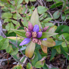 Gentiana scabra
