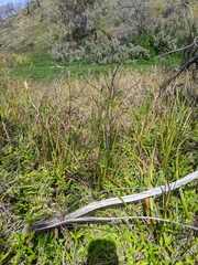 Philydrum lanuginosum