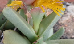 Machairophyllum albidum