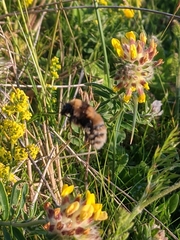 Bombus distinguendus