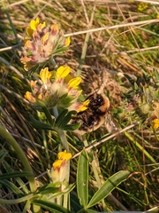 Bombus distinguendus