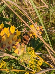 Bombus distinguendus