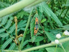 Dysdercus cingulatus