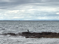 Phalacrocorax varius