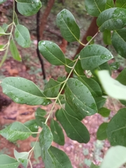 Ligustrum japonicum
