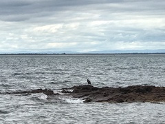 Phalacrocorax varius