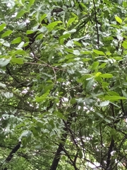 Ligustrum japonicum