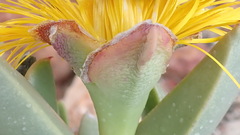 Machairophyllum albidum