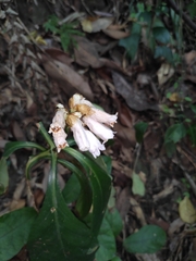 Hemiboea subcapitata