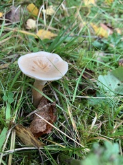 Infundibulicybe geotropa