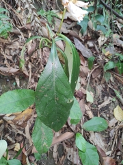 Hemiboea subcapitata