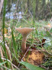 Infundibulicybe geotropa